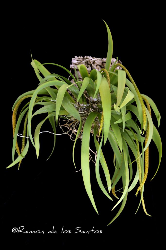 Oberonia mucronata 'Bonheur'