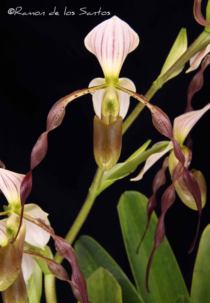 Paph. Lo’ihi ‘Sweetwater Parade’ – California Sierra Nevada Judging Center