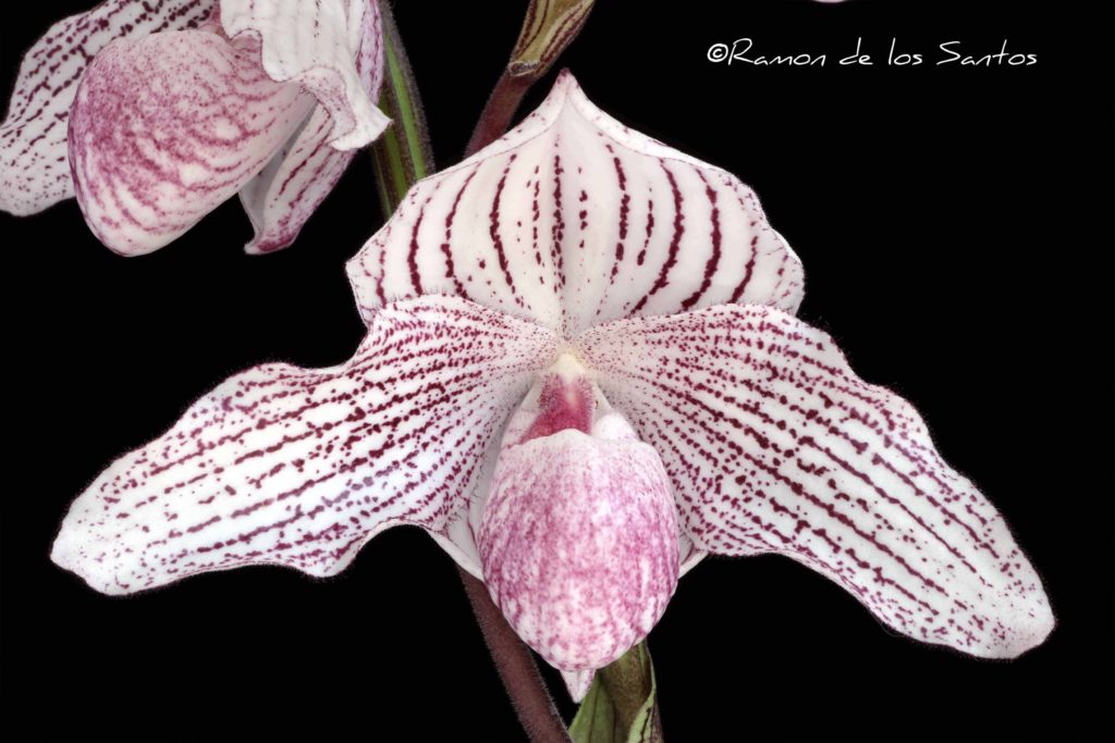 Paph. Woluwense 'Chunky'