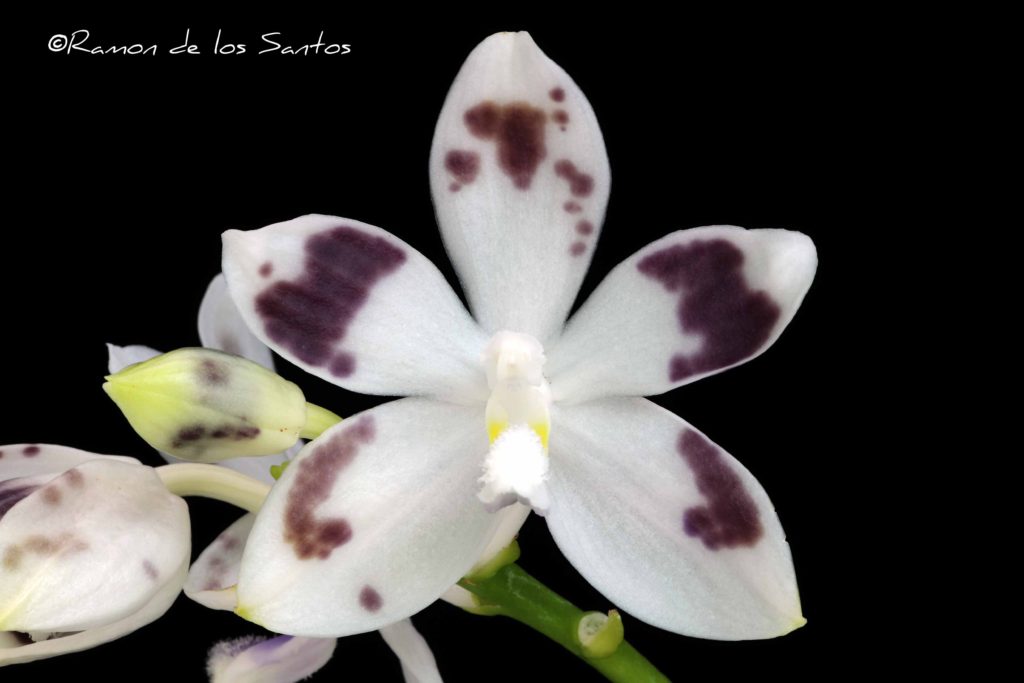 Phal. tetraspis f. speciosa 'Chunky'