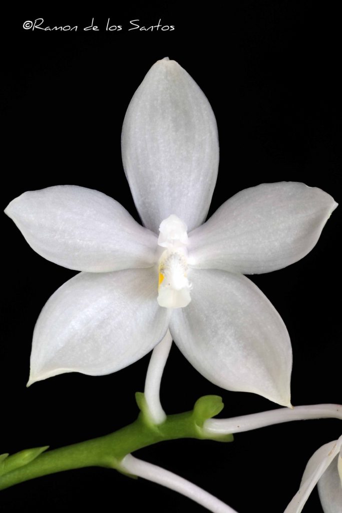 Phal. tetraspis f. alba 'Monster'