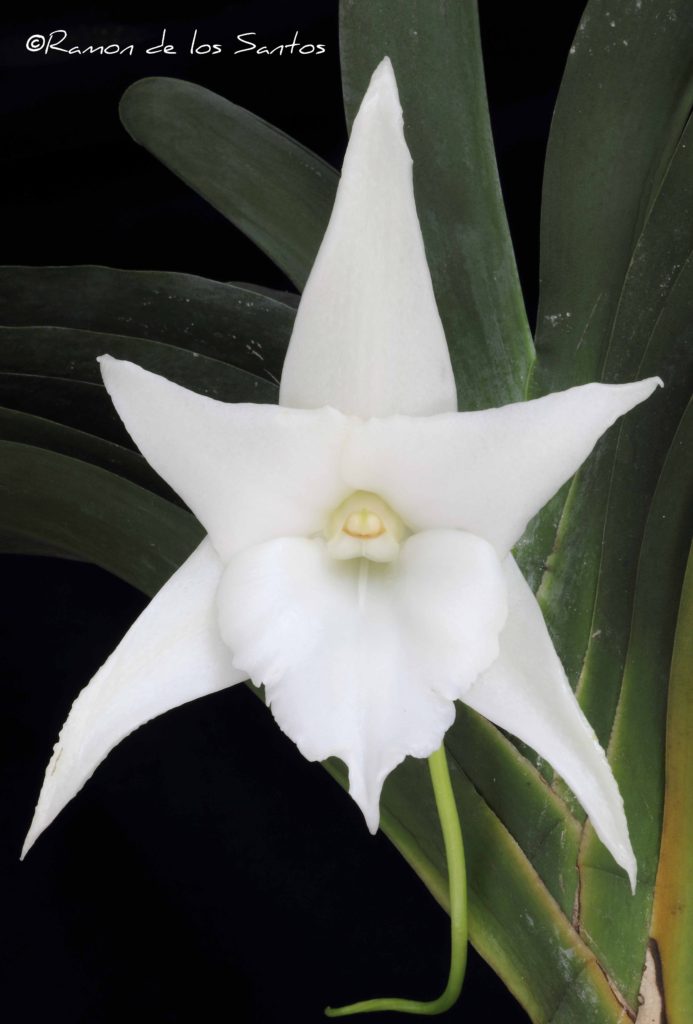 Angraecum Lemförde White Beauty 'Loomis Basin'