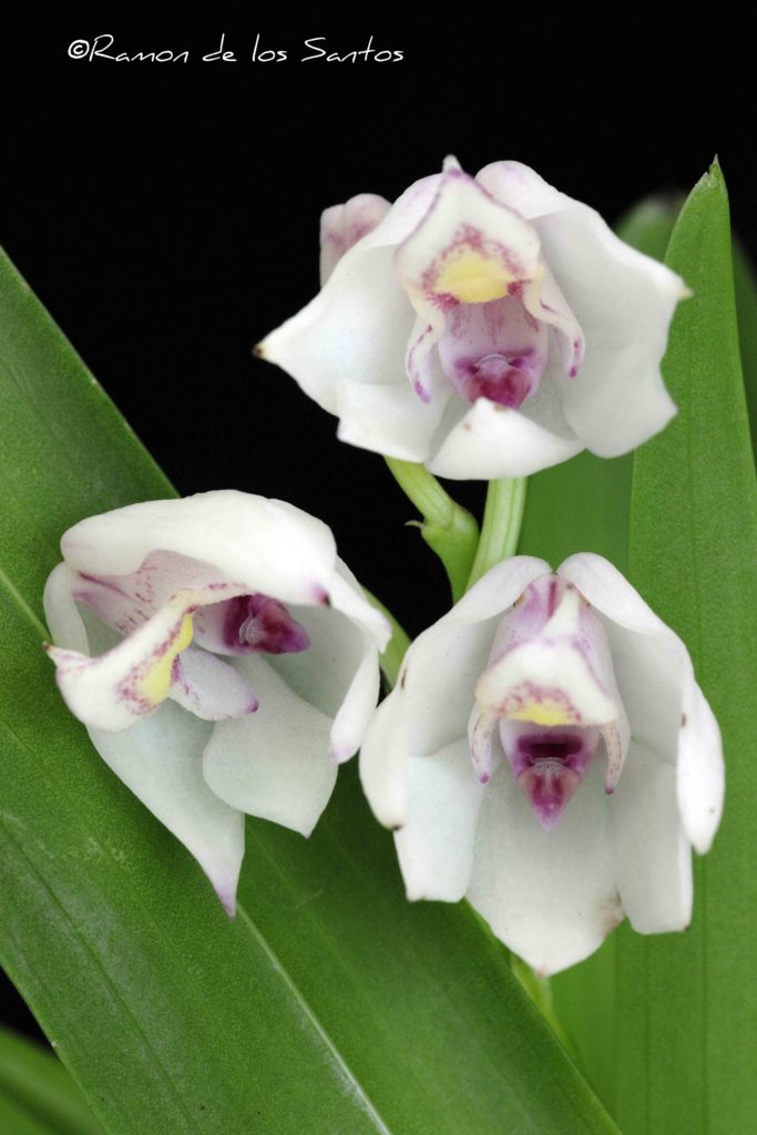 Polystachya subdiphylla 'Mary Nisbet'