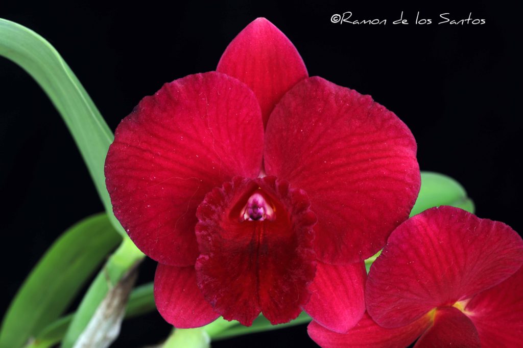 Rlc. Ramon De Los Santos 'Melencia'