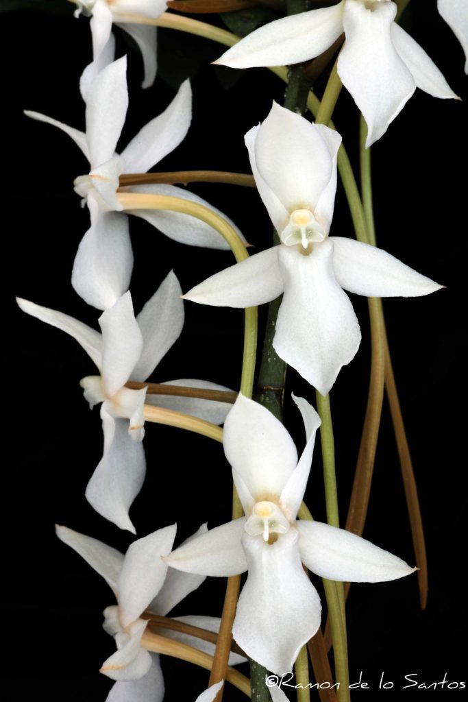 Aerangis Pionier 'Good Choices'