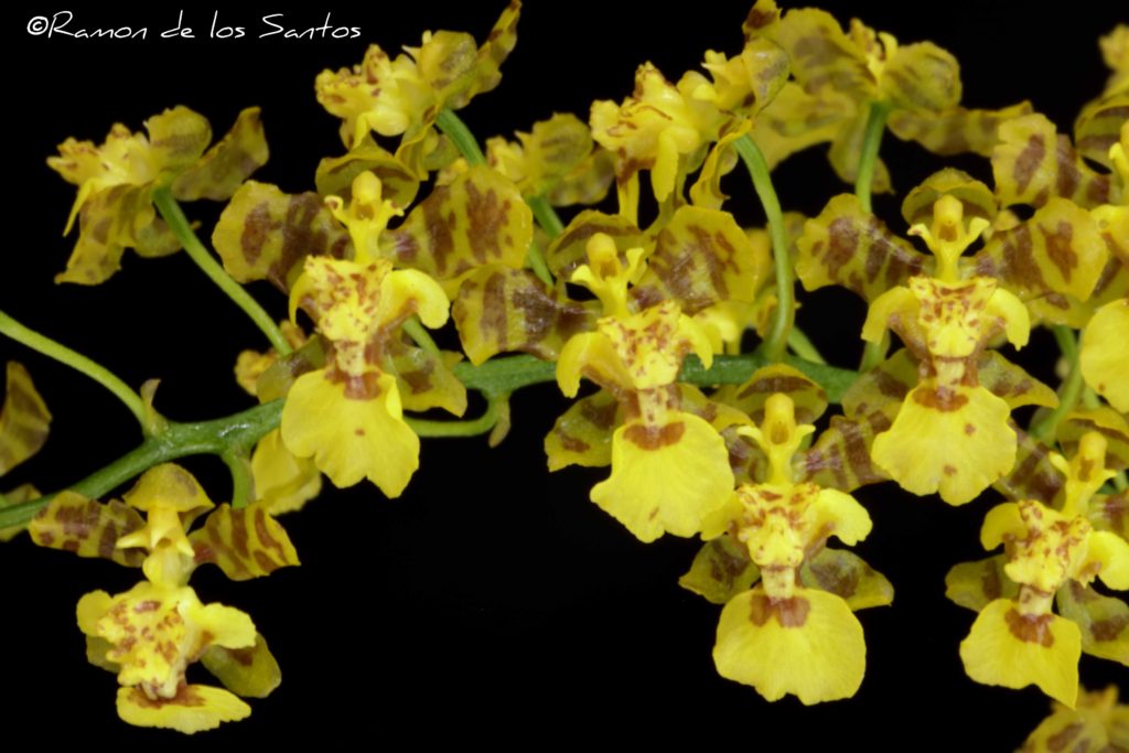 Gomesa venusta 'Bonheur'