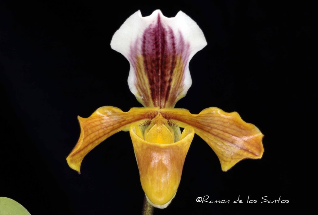 Paph. barbigerum 'Sangria'