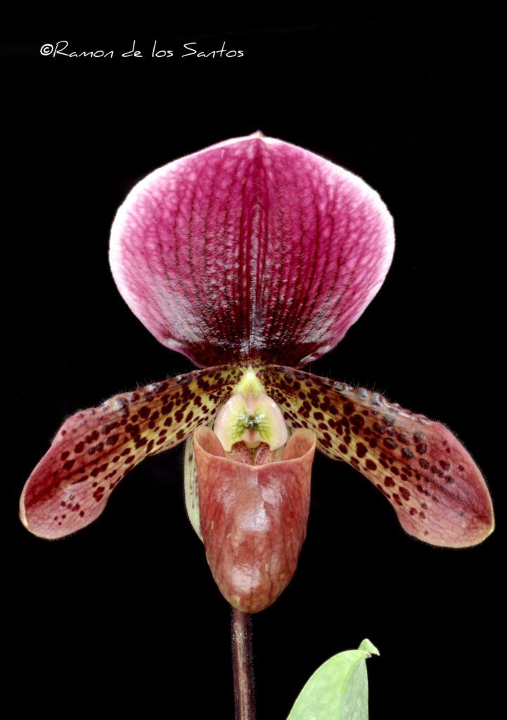 Paph. Paradise in Burgundy 'Diane'