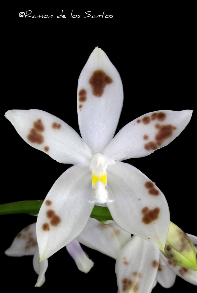 Phal. tetraspis 'Shroomish'