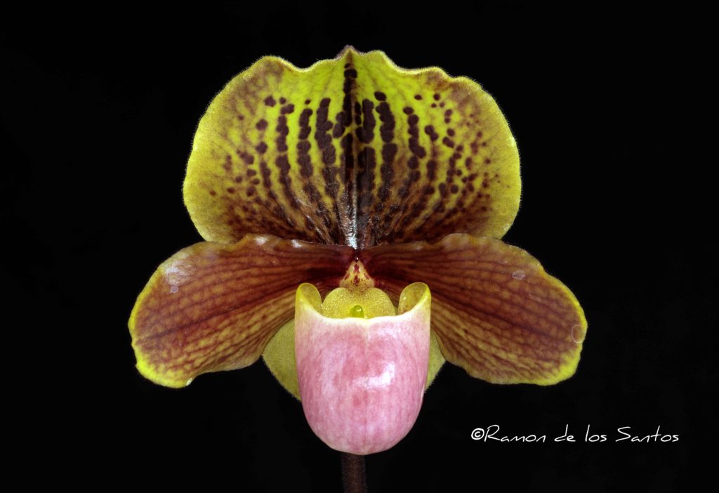 Paph. Little Davey 'Brunello'
