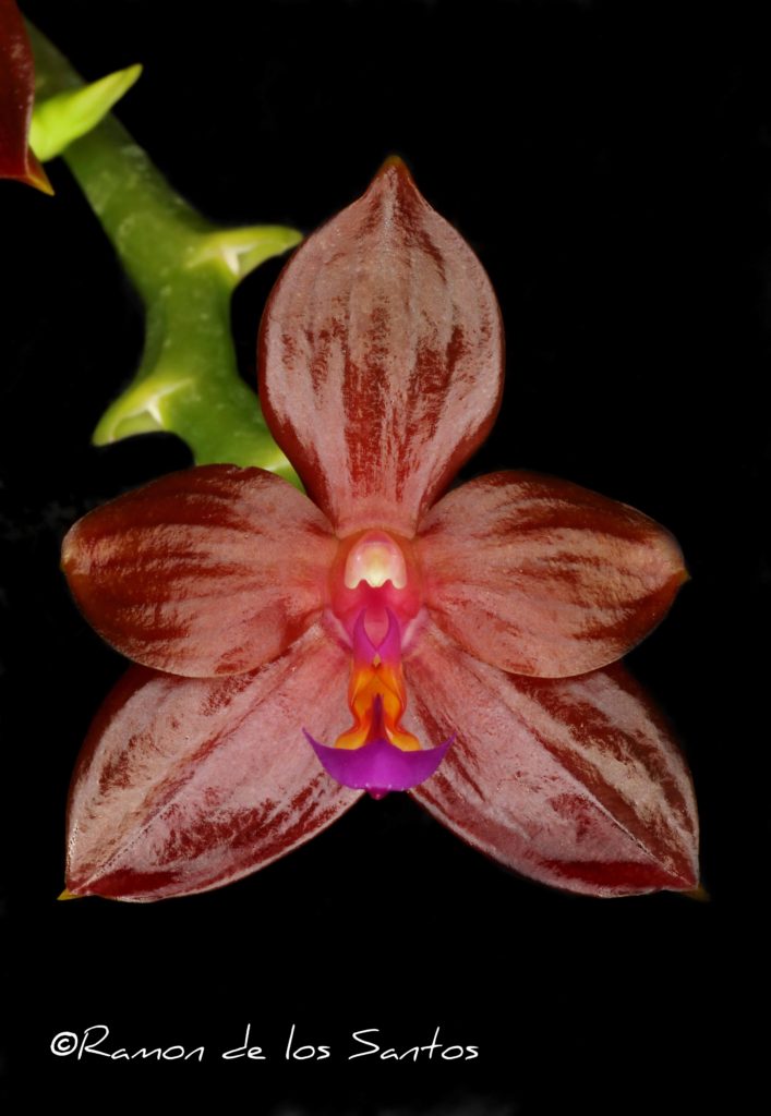 Phal. Valentinii 'Chunky'