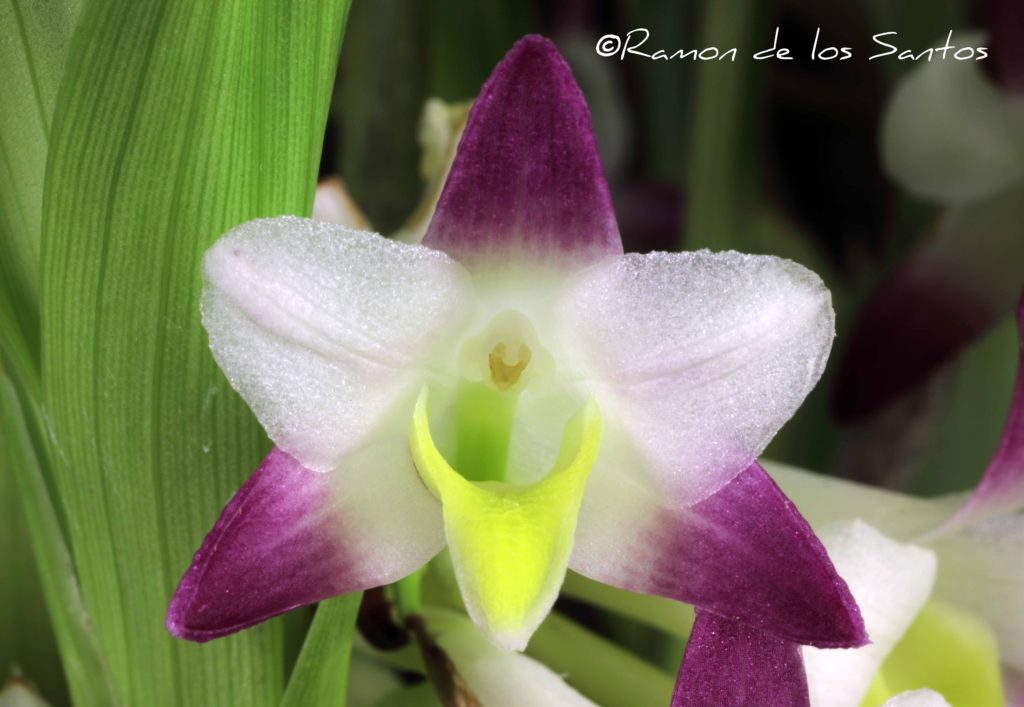 Coelia bella 'Bonheur'