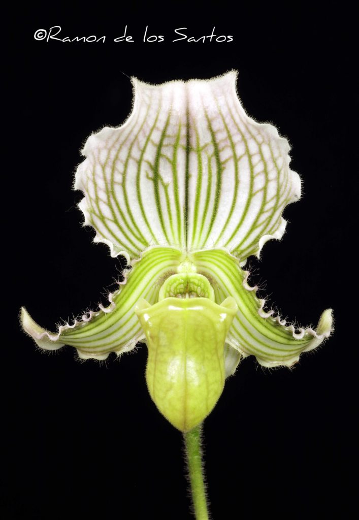 Paph. fairrieanum var. bohlmannianum (album) 'Tavel'