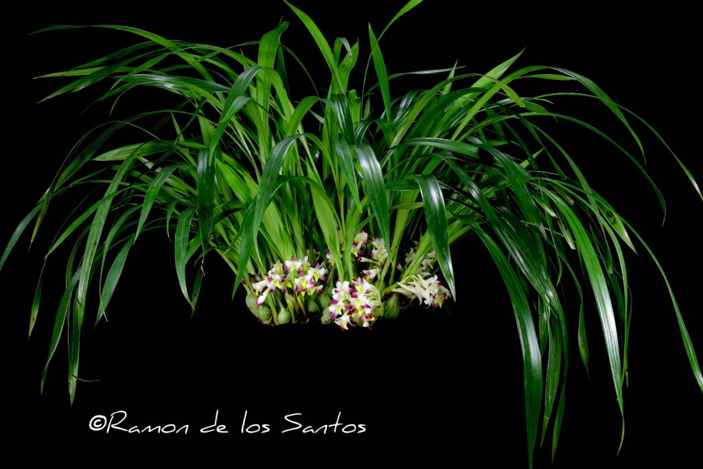 Coelia bella 'Bonheur'