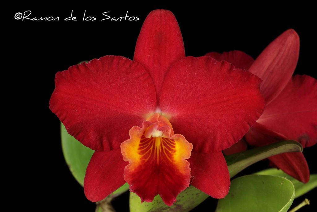Rlc. Mark's Valentine 'Ginny'