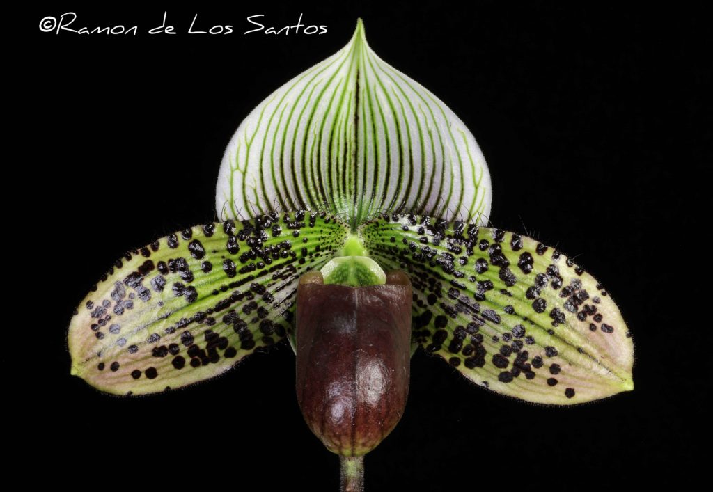 Paph. Vogue Paradise 'Nick Burnett'