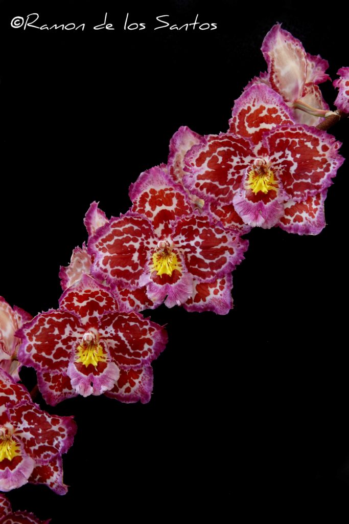 Onc. Crystal Prism 'Melencia'