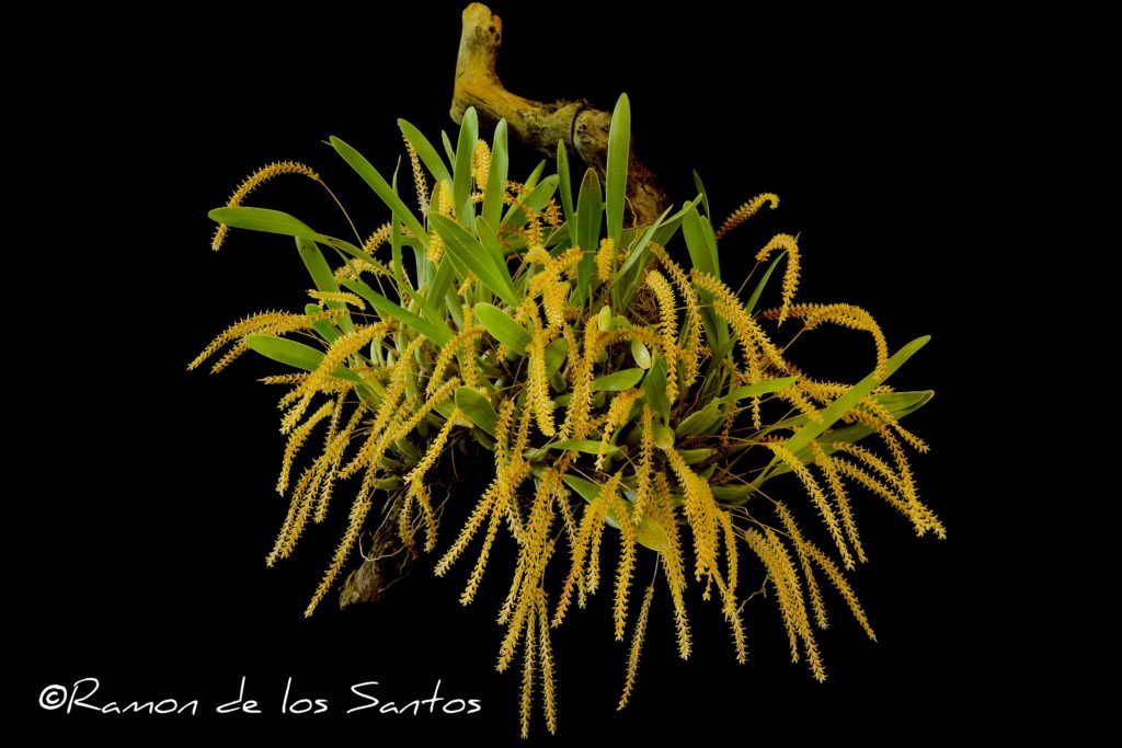 Dendrochilum pulcherrimum 'Kodiak'
