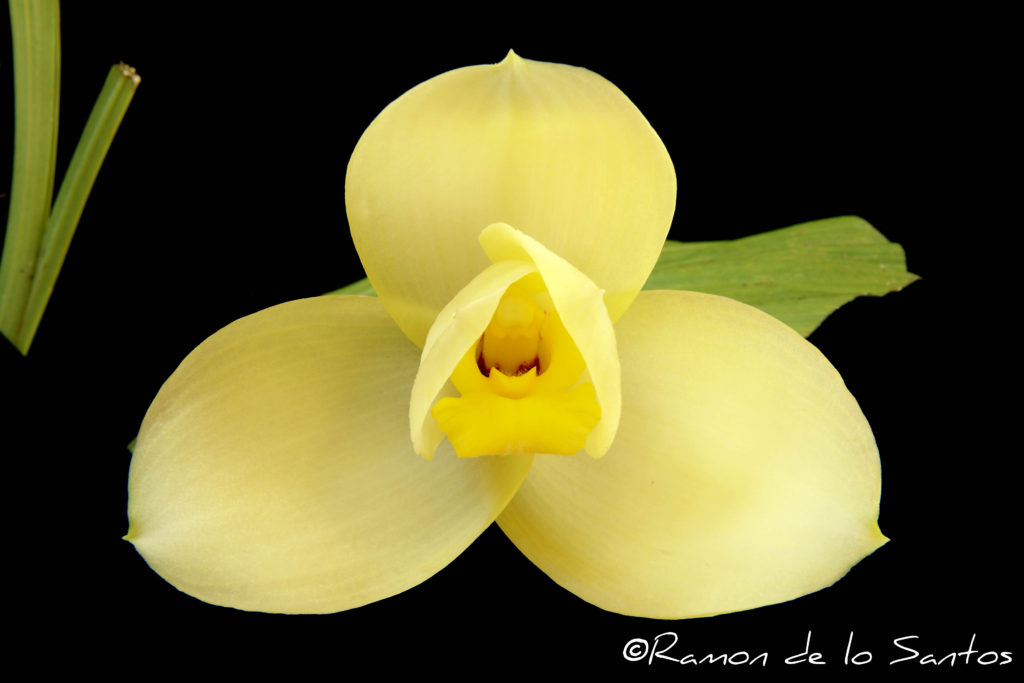Lyc. Lion Heart 'Jimmy Yu'