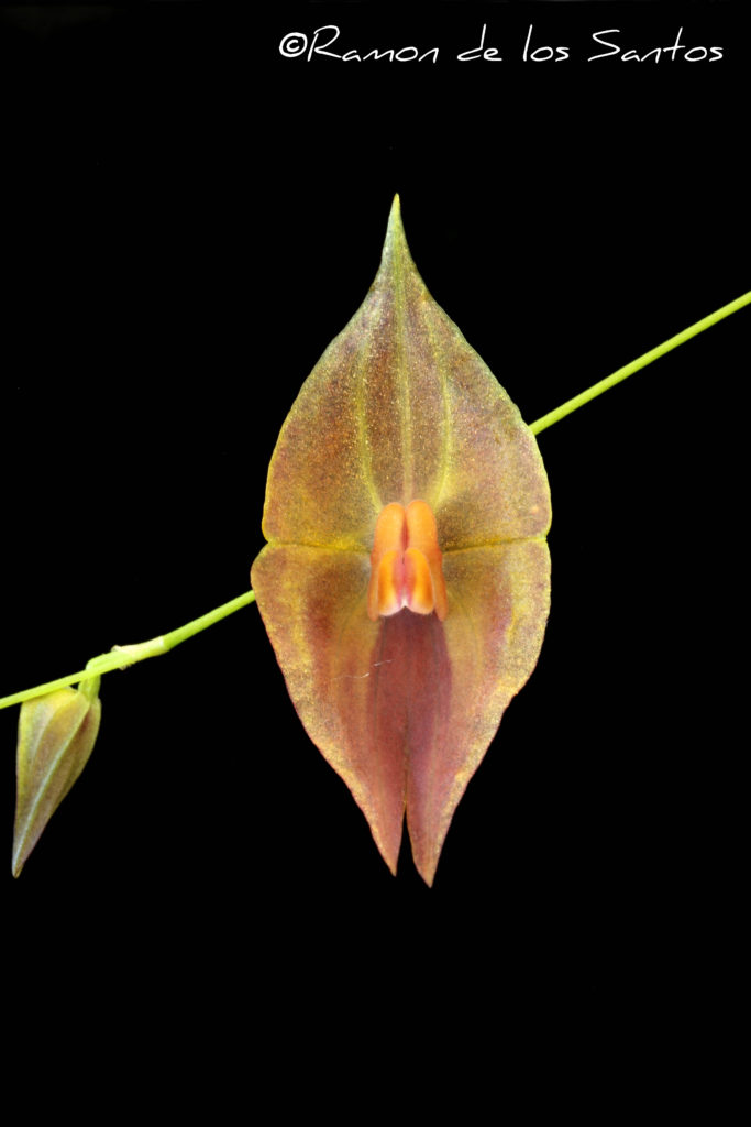Lepanthes Elegant Escobar 'Reece Herbert'
