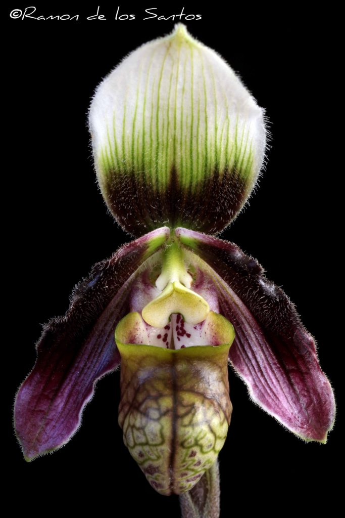 Paph. sangii 'Hector'