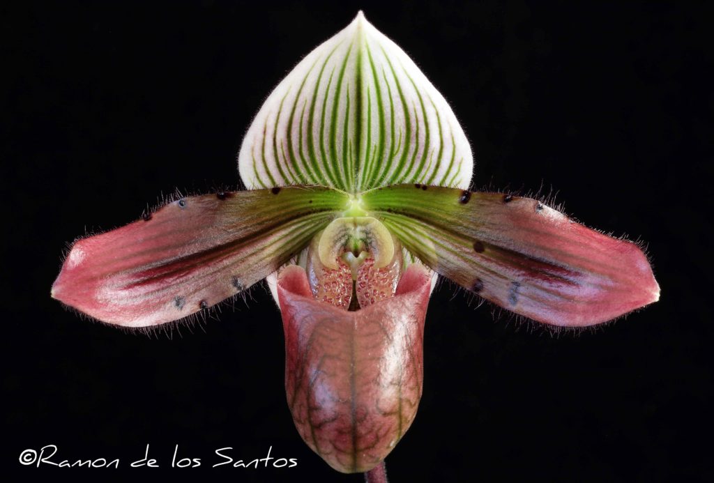 Paph. Unregistered Hybrid (Presidentially Petula x venustum) 'Merlot'