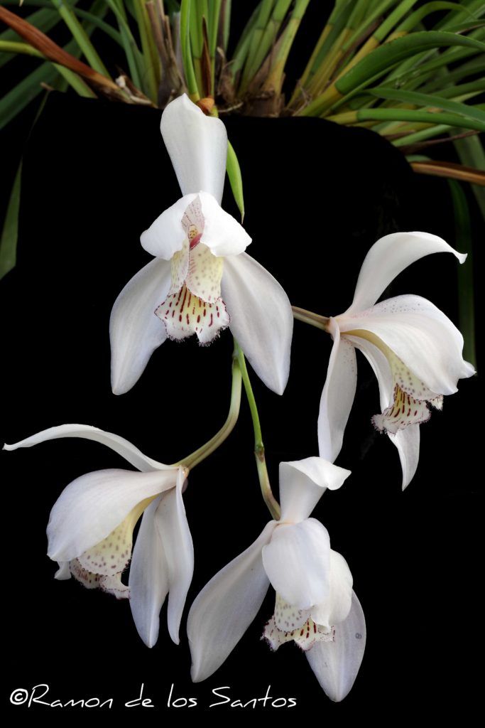 Cym. wenshanense 'Melencia'