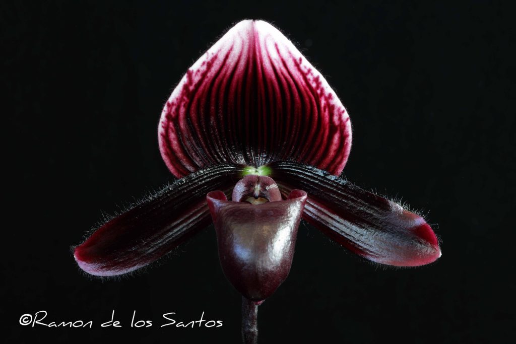 Paph. QF Wainanai 'Tennat