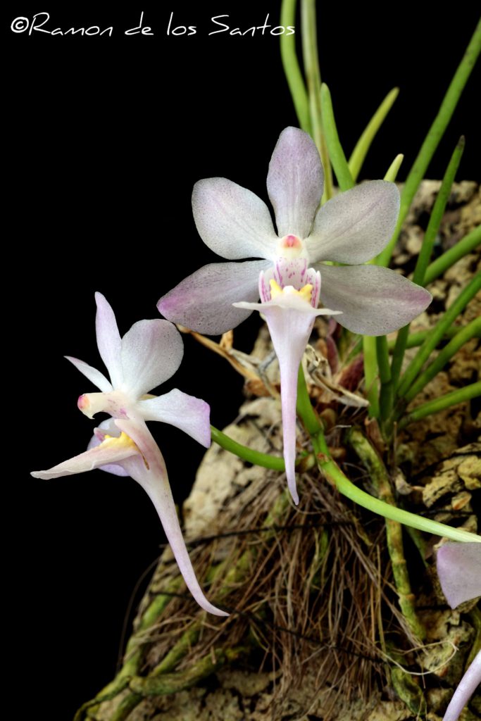 Holcoglossum tsii 'Pink Pixie'