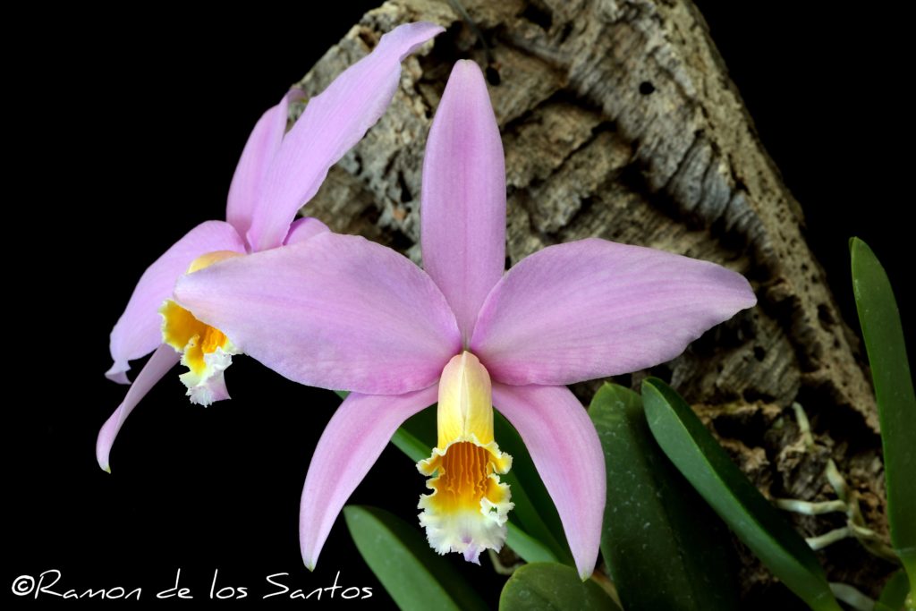 Cattleya jongheana 'Mem. Nick Burnett'