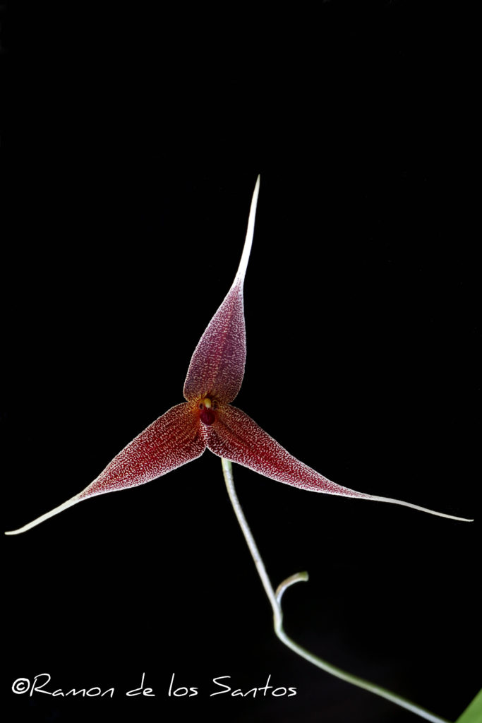 Dracula spectrum (syn. platycreater) 'The Mighty Sarlacc'