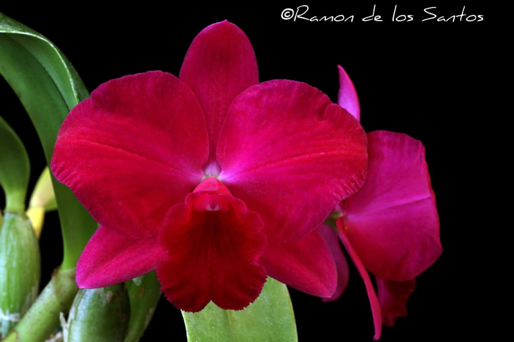 C. Nancy Ann 'Sweetheart'