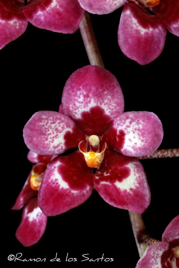Sarco. Kulnura Ballerina 'Dorothy Helen'