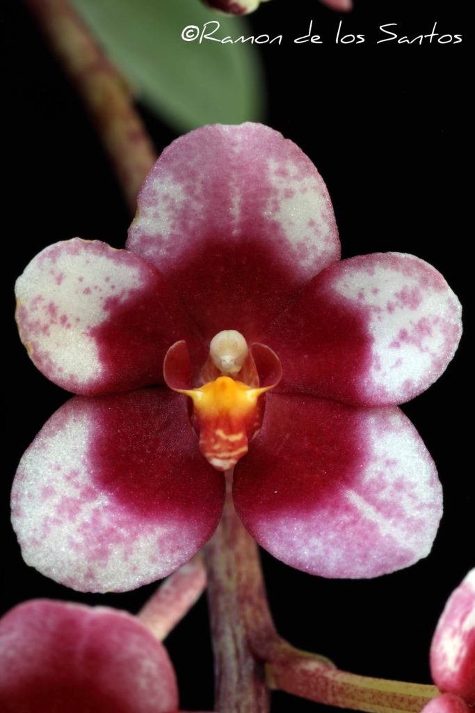Sarco. Kulnura Spitfire 'Dodomeki'