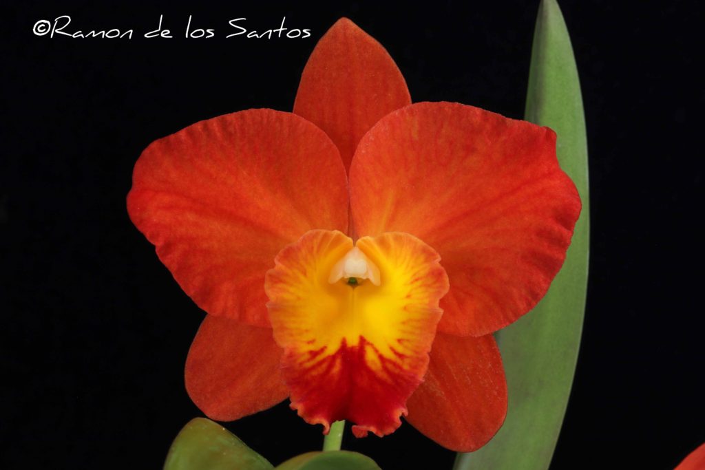 C. Sun Circle ' Grass Valley'