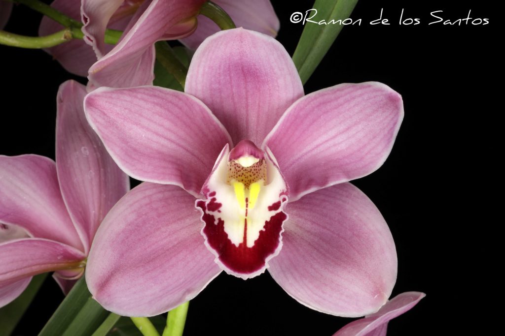 Cym. Renee Taylor 'Patricia Olson'