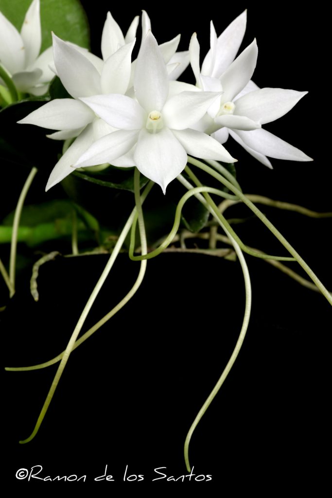 Aerangis Winter Snow 'Greyeagle'