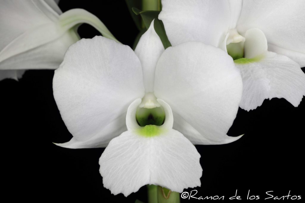 Dendrobium Snow Bells 'Flying Nun'