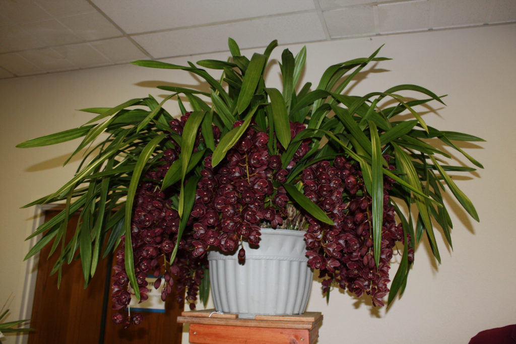Cym. Cranberry Velvet 'Mahalo Steve Williams'