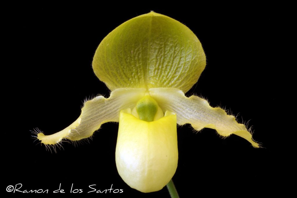 Paph. moquettianum 'Vinho Verde'