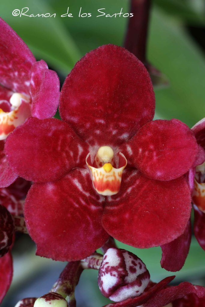 Sarco. Kulnura Kruse 'Groudon'