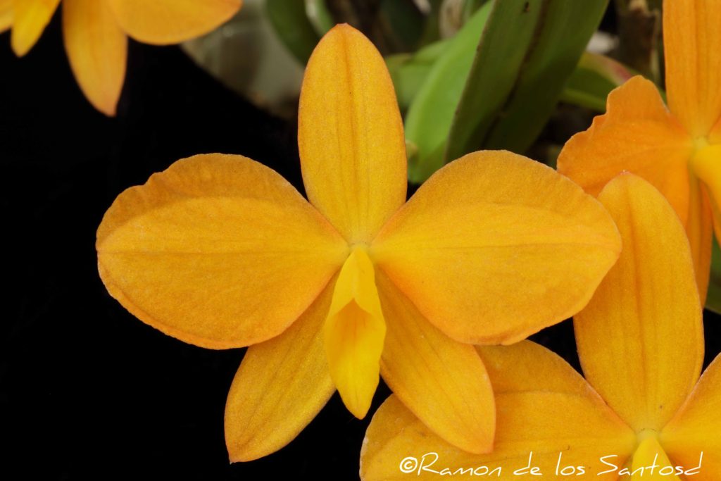 Cattleya mantiqueirae 'Melencia'
