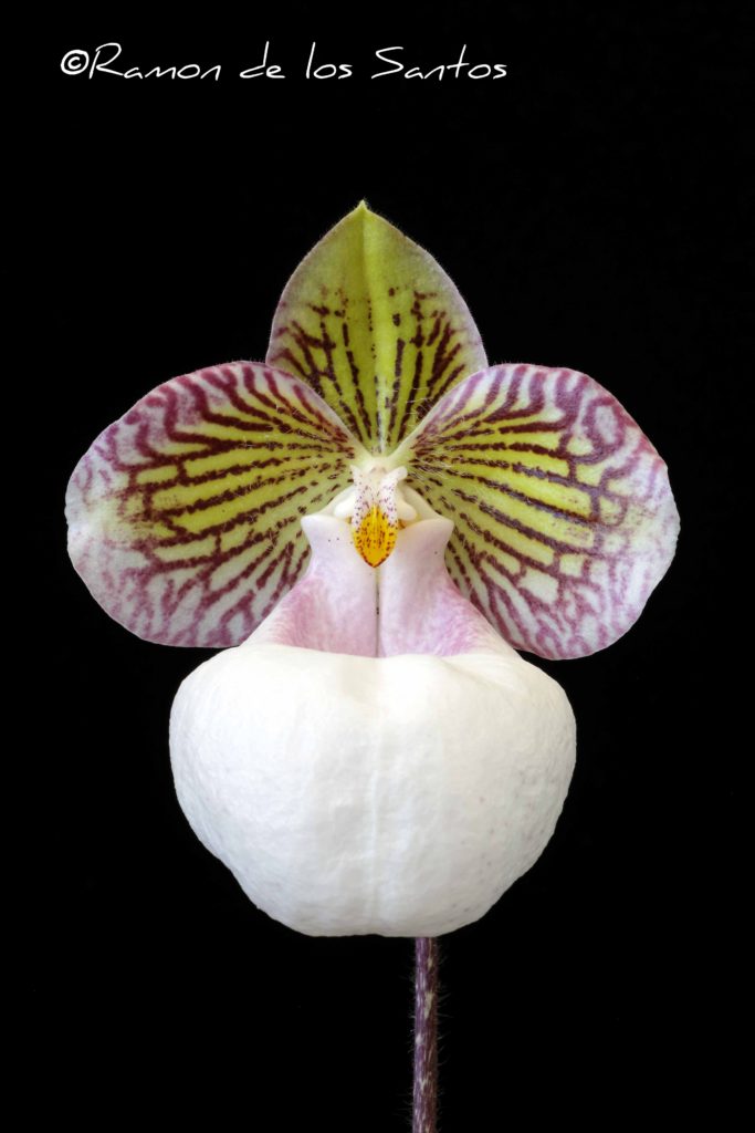Paph. micranthum var. eburneum 'Spring Kiss'