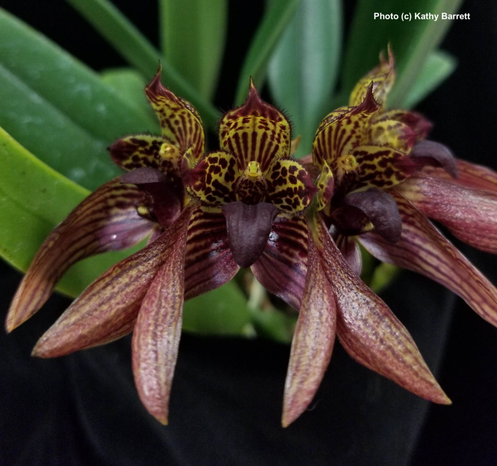 Bulbophyllum Meen Poison Rasberry 'Mem. Scott Collins'