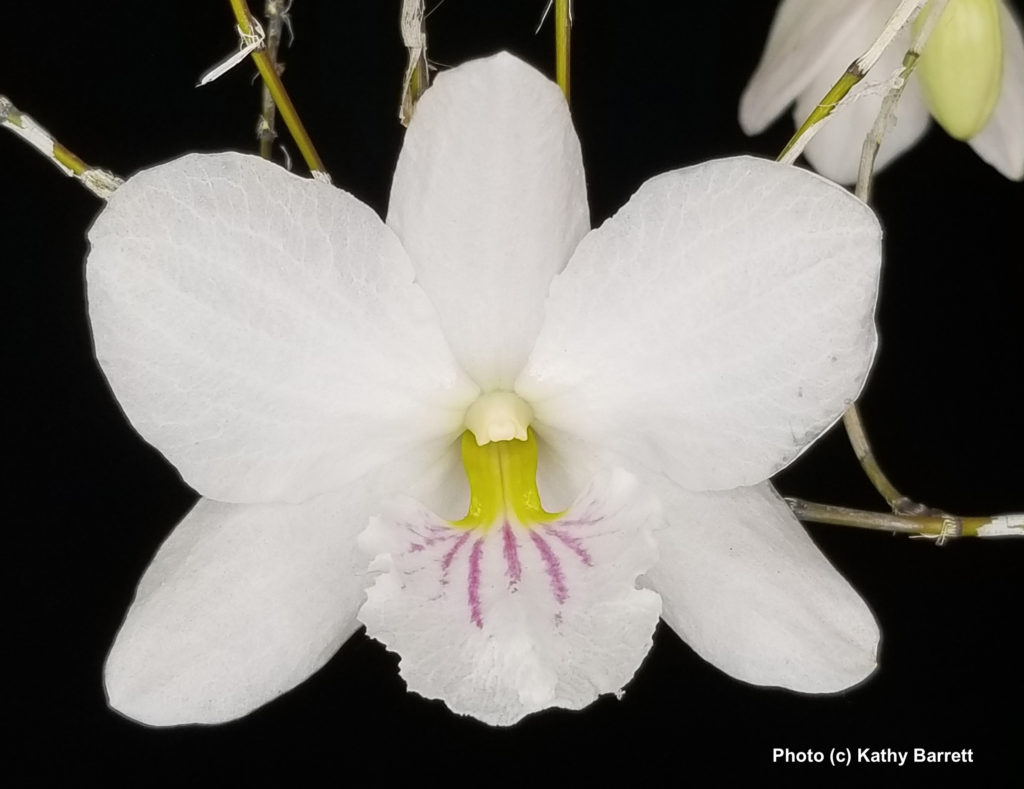 Dendrobium papilio 'Sue Davis'