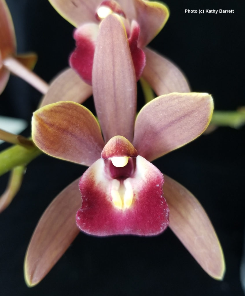 Cym. Cinnamon Girl 'Jaybee'