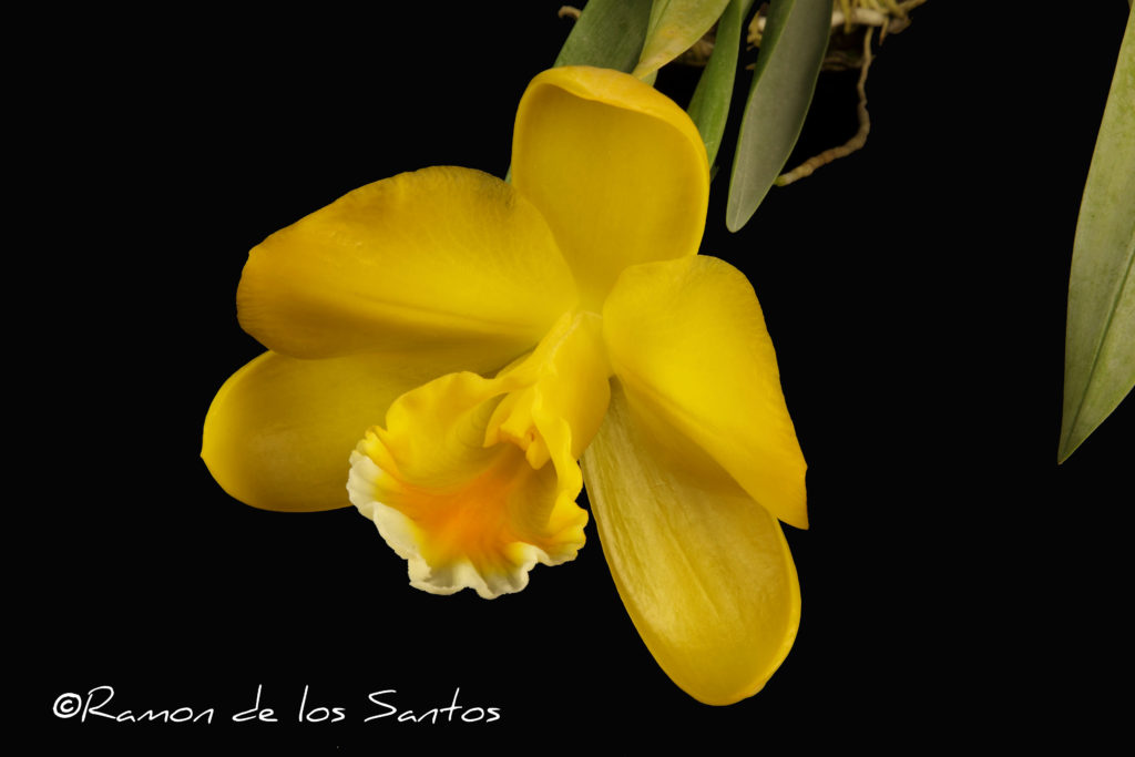 Prostechea citrina 'Monster'
