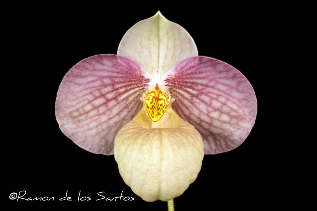 Paph. Lola Bird 'Melencia'