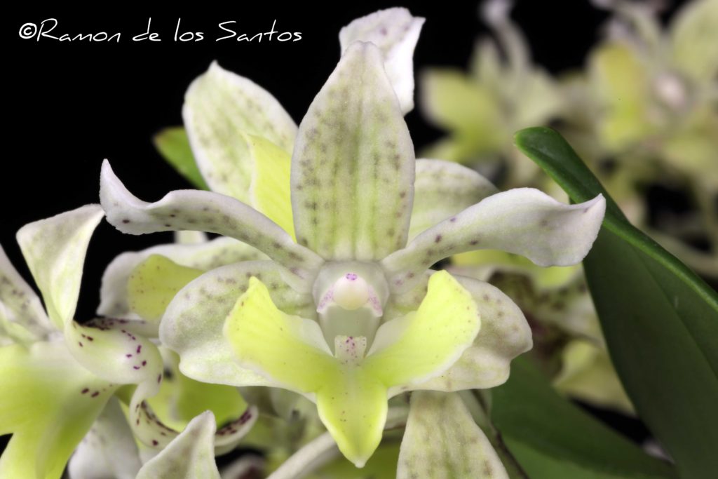 Den. Micro Chip 'Buzz'