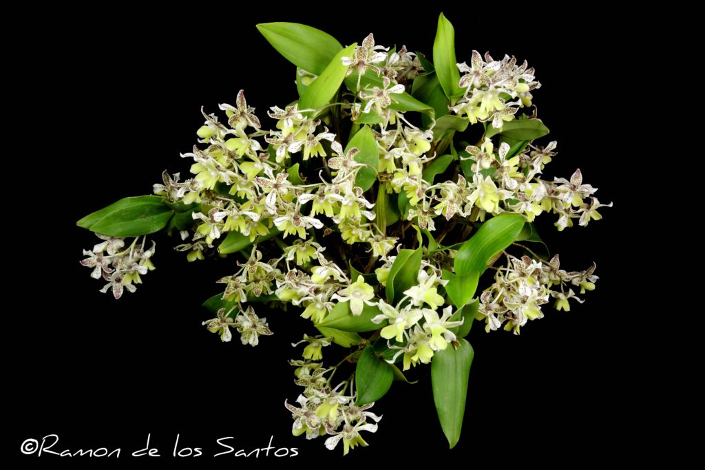 Den. Micro Chip 'Buzz'